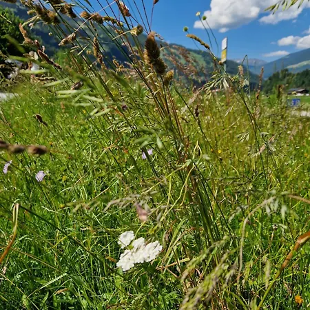 Appartement Schiestl